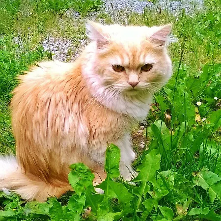 Le Moulin De Gauty Nocleg ze śniadaniem Saint-Jean-et-Saint-Paul
