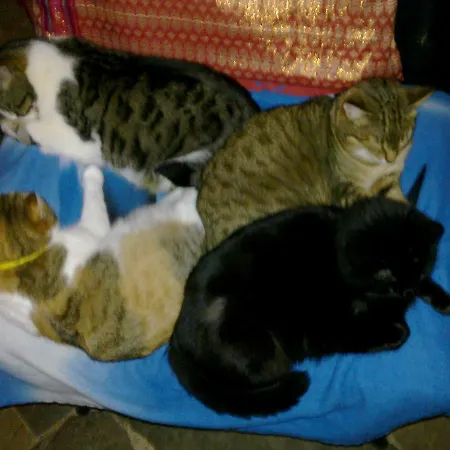 Nocleg ze śniadaniem Le Moulin De Gauty Saint-Jean-et-Saint-Paul