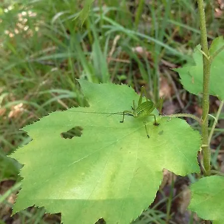 Bed & Breakfast Le Moulin De Gauty 3*